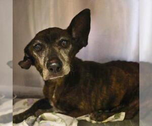 Dachshund-Unknown Mix Dogs for adoption in San Antonio, TX, USA
