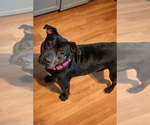 Small #9 Staffordshire Bull Terrier Mix