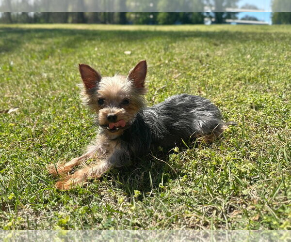 Medium Photo #4 Mutt Puppy For Sale in Pacolet, SC, USA