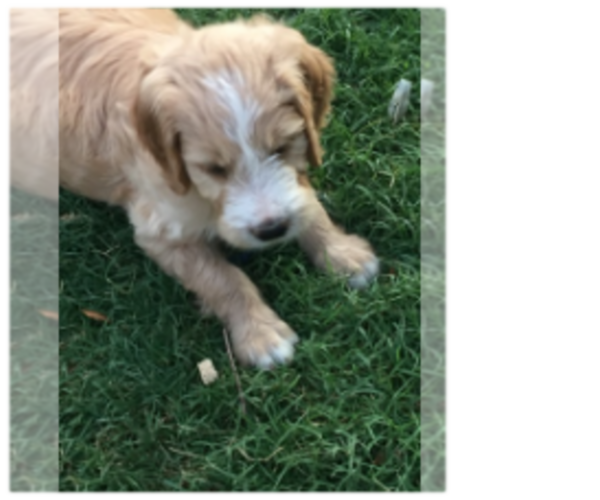 Medium Photo #1 Goldendoodle Puppy For Sale in SCOTTSDALE, AZ, USA