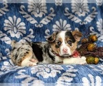 Small Photo #5 Pembroke Welsh Corgi Puppy For Sale in ELKTON, MD, USA
