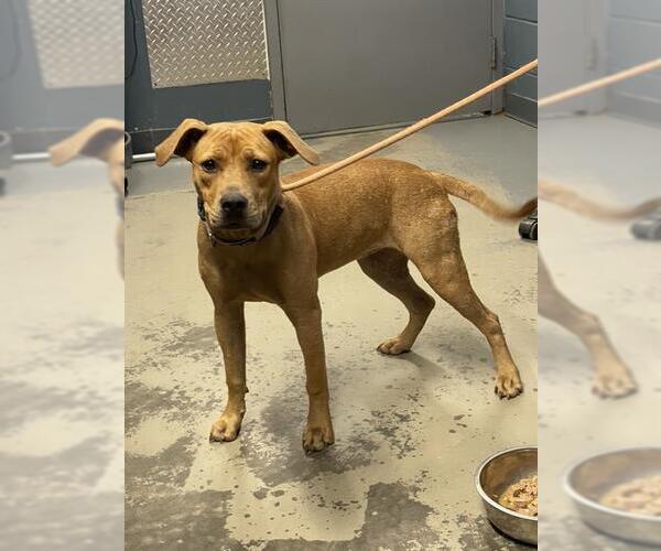 Medium Photo #1 Black Mouth Cur-Unknown Mix Puppy For Sale in Tallahassee, FL, USA
