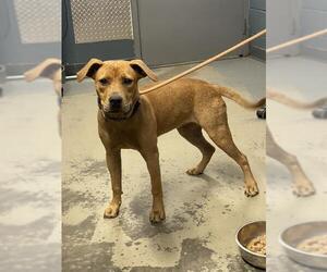 Medium Black Mouth Cur Mix