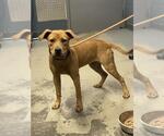 Small Black Mouth Cur Mix