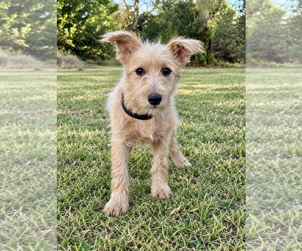 Medium Photo #1 Mutt Puppy For Sale in PIPE CREEK, TX, USA