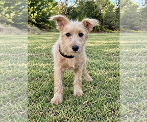 Mutt Dogs for adoption in PIPE CREEK, TX, USA