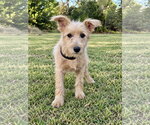 Lennox - Male Mutt Dog for Adoption - Small photo