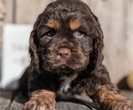 Small Photo #4 Cocker Spaniel Puppy For Sale in GOSHEN, IN, USA
