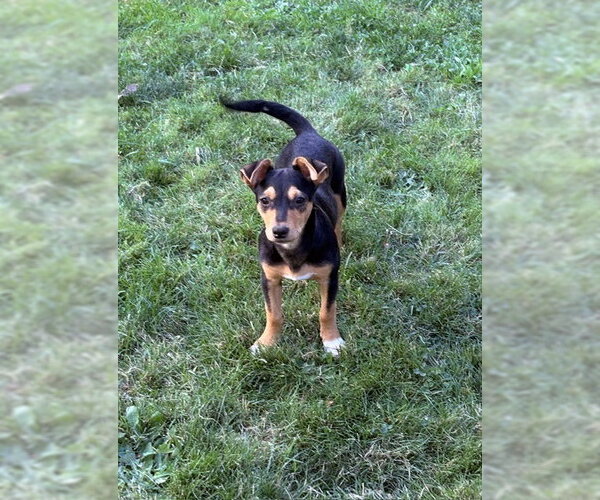 Medium Photo #4 Rat Terrier-Unknown Mix Puppy For Sale in Bellevue, WA, USA