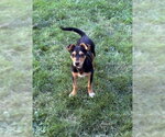Small #3 Rat Terrier Mix