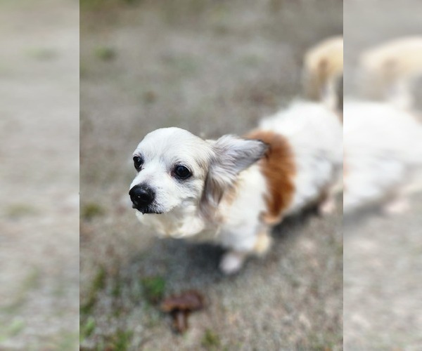 Medium Photo #3 Papillon-Unknown Mix Puppy For Sale in Arlington, WA, USA
