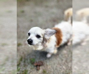 Patrick, A Papillon mix male - Male Papillon-Unknown Mix Dog for Adoption - Photo #3