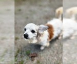 Small Photo #3 Papillon-Unknown Mix Puppy For Sale in Arlington, WA, USA