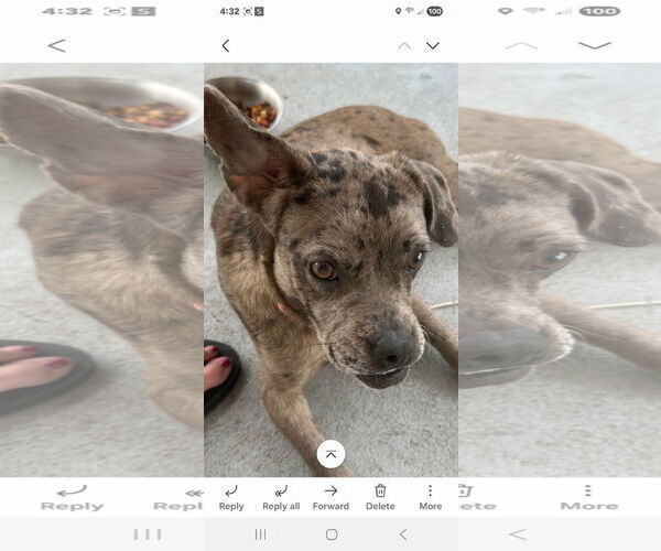 Medium Photo #3 French Bulldog-Unknown Mix Puppy For Sale in Brooksville, FL, USA