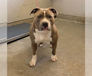 Mutt Dogs for adoption in Camarillo, CA, USA