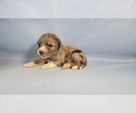 Small Photo #44 Bernedoodle (Miniature) Puppy For Sale in BLACK FOREST, CO, USA