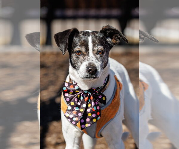 Medium Photo #5 Jack-Rat Terrier Puppy For Sale in McKinney, TX, USA