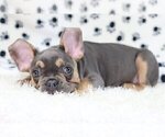 Small Photo #3 French Bulldog Puppy For Sale in HOLLYWOOD, FL, USA
