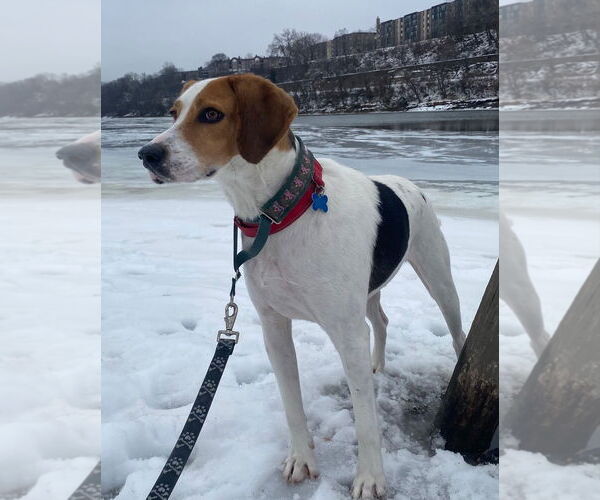 Medium Photo #11 English Coonhound-Harrier Mix Puppy For Sale in Minneapolis, MN, USA