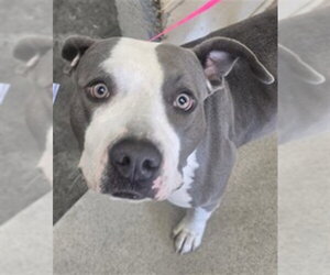 Mutt Dogs for adoption in San Bernardino, CA, USA