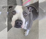 STORMY - Female Mutt Dog for Adoption - Small photo
