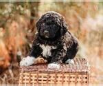 Small Photo #7 Pyredoodle Puppy For Sale in EVERGREEN, NC, USA