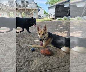 Harrison - Male German Shepherd Dog Dog for Adoption - Photo #22