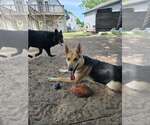 Small #21 German Shepherd Dog