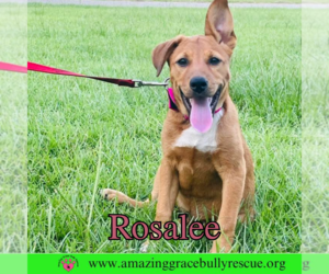 Rosalee - Female Chow Chow-Unknown Mix Dog for Adoption - Photo #20