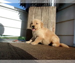 Small Photo #21 Golden Retriever Puppy For Sale in SUGARCREEK, OH, USA