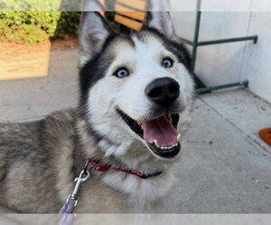 Siberian Husky Dogs for adoption in Santa Rosa, CA, USA