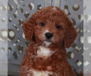 Goldendoodle (Miniature) Puppy for sale in MOUNT VERNON, OH, USA