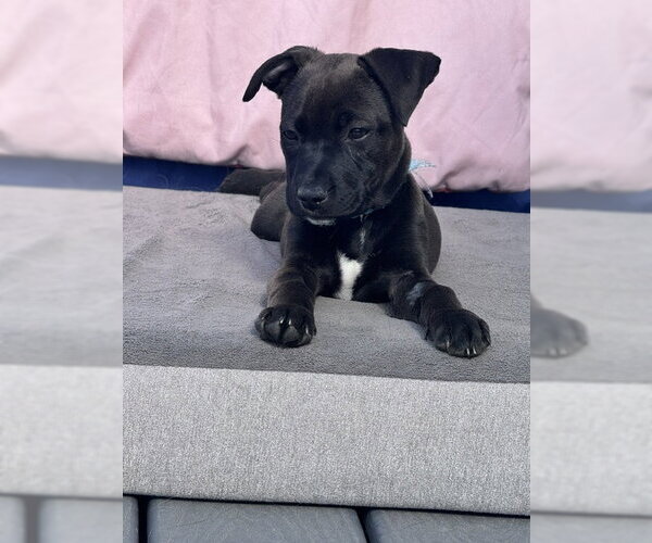Medium Photo #4 Mutt Puppy For Sale in Sandy, UT, USA