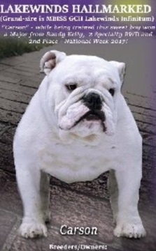Medium Photo #1 Bulldog Puppy For Sale in OXFORD, CT, USA