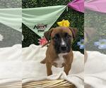 Small Photo #1  Puppy For Sale in , 