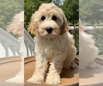 Small Photo #15 Australian Labradoodle Puppy For Sale in WASH, NC, USA