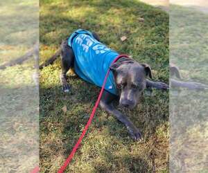 Portia (GA) - Female Mutt Dog for Adoption - Photo #4