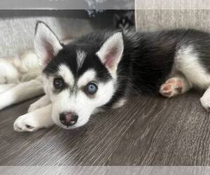 Siberian Husky Puppy for sale in OMAHA, NE, USA