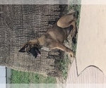 Small Photo #3 Belgian Malinois Puppy For Sale in HARKER HEIGHTS, TX, USA