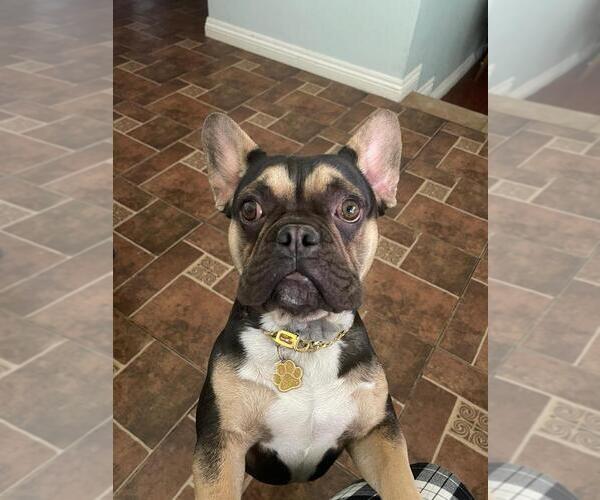 Medium Photo #1 French Bulldog Puppy For Sale in RIALTO, CA, USA