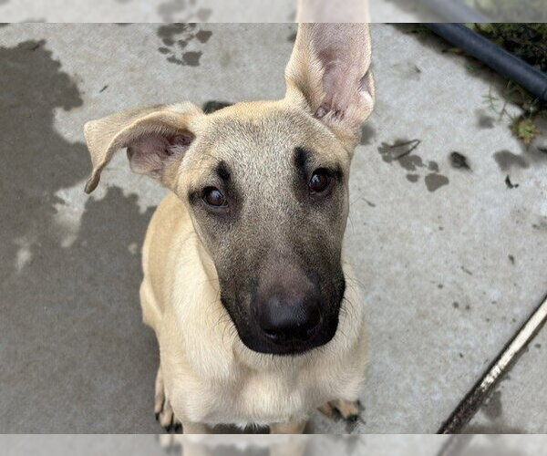 Medium Photo #2 German Shepherd Dog-Unknown Mix Puppy For Sale in Tulsa, OK, USA