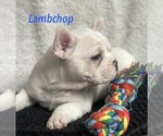 Small Photo #5 Faux Frenchbo Bulldog Puppy For Sale in HOODSPORT, WA, USA