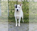 Small Photo #7 Labrador Retriever-Unknown Mix Puppy For Sale in Westwood, NJ, USA