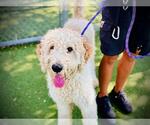 Small Poodle (Standard)