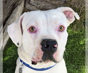 Bulldog Dogs for adoption in Albuquerque, NM, USA