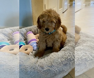 Goldendoodle Puppy for sale in CARROLLTON, TX, USA