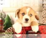 Image preview for Ad Listing. Nickname: Puppy Sold