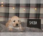 Puppy 4 English Cream Golden Retriever