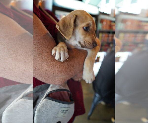 Medium Photo #2 Labrador Retriever-Unknown Mix Puppy For Sale in Holly Springs, NC, USA
