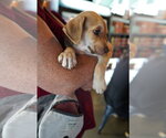Small #1 Labrador Retriever Mix